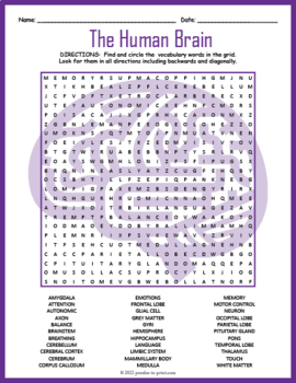 Preview of HUMAN BRAIN ANATOMY Word Search Worksheet Activity - 5th, 6th, 7th, 8th Grade