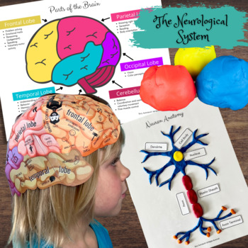 Preview of HUMAN BRAIN - Foldable Anatomically Correct Paper Hat w/Lobes & Functions