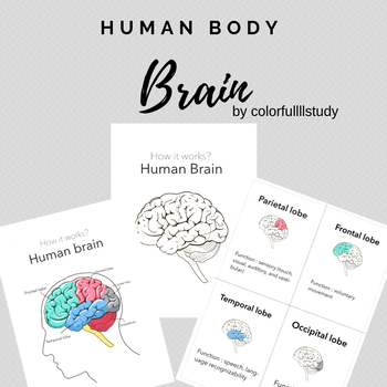 Preview of HUMAN BRAIN - colorfullllstudy