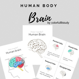 HUMAN BRAIN - colorfullllstudy