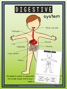 Preview of HUMAN DIGESTIVE SYSTEM DIAGRAM Poster and Labelling Activity Worksheet