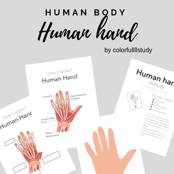 Preview of HUMAN HAND activity-colorfullllstudy