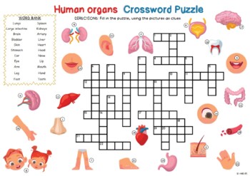 HUMAN ORGANS THEME Crossword Puzzle by Vee s art TpT