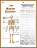 HUMAN SKELETAL SYSTEM -  Anatomy Word Search Puzzle Worksh