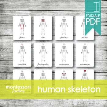 Preview of HUMAN SKELETON | MONTESSORI Printable Nomenclature Three Part Cards