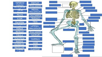 HUMAN SKELETON REVIEW by Jozette Burks | Teachers Pay Teachers