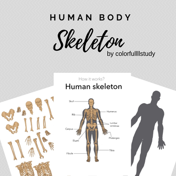 Preview of HUMAN SKELETON - colorfullllstudy