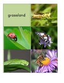Habitat Sort Cards: Insects