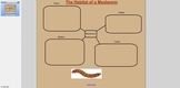 Habitat of a mealworm