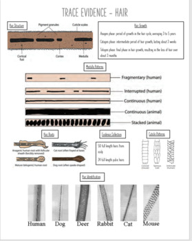 Preview of Hair Evidence Quick Notes