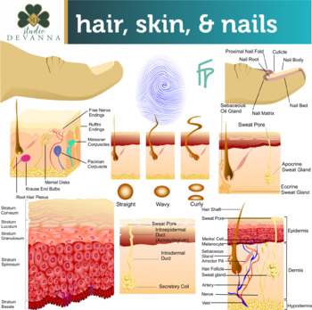 Preview of Hair, Skin, And Nails (Integumentary System) Clip Art