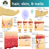 Hair, Skin, And Nails (Integumentary System) Clip Art