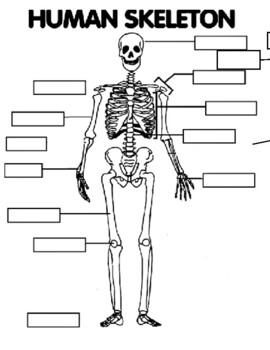 Preview of Halloween skeleton labeling body parts