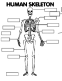 Halloween skeleton labeling body parts