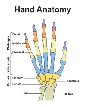 Preview of Hand Anatomy. Bones And Joints of The Hand And Wrist.