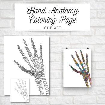 Preview of Hand Anatomy Coloring Page