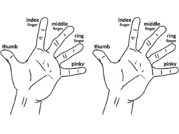 Hand Fingers Diagram by Steven's Social Studies | TPT