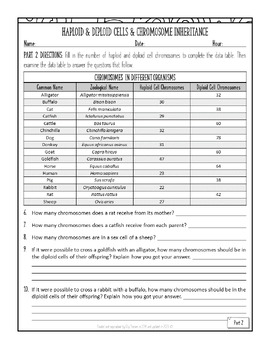 Haploid and Diploid Cells and Chromosome Inheritance Worksheet by Elly