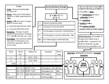 Preview of Hardy-Weinberg Anchor Chart EOC Review