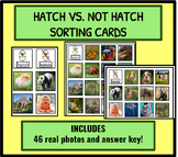 Eggs: Hatch vs. Not Hatch Sorting Cards