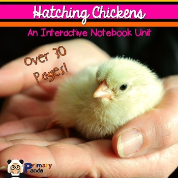 Preview of Hatching Chicken Eggs: An Interactive Notebook Unit