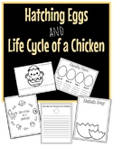 Hatching Chicken Eggs/Life Cycle