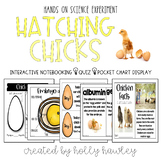 Hatching Chicks: Chick Life Cycle Science Experiment