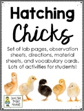 Hatching Chicks - Directions, Observations Sheets, and tons more!