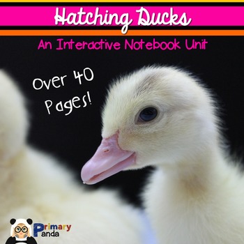 Preview of Hatching Duck Eggs: An Interactive Notebook Unit