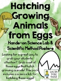 Hatching Growing Animals from Eggs Science Lab and Scienti