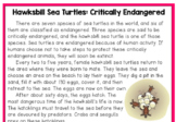 Hawksbill Sea Turtle: Digital Reading Comprehension and Video