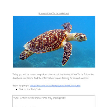 Preview of Hawksbill Sea Turtle WebQuest