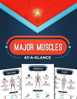Preview of Health Worksheets: Major Muscles At a Glance