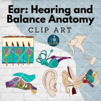 Preview of Hearing: Ear and Balance Anatomy Clip Art, 5 senses