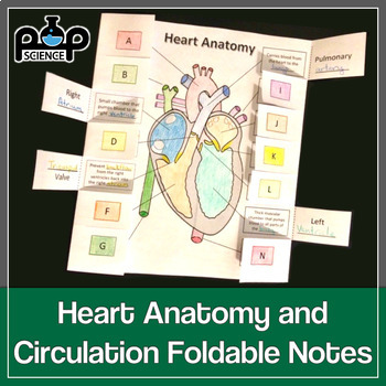 Preview of Heart Anatomy & Circulation Foldable Notes & Coloring