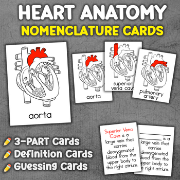 Preview of Heart Anatomy Definitions | Heart Anatomy Cards | Heart Nomenclature Cards