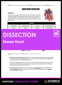 Preview of Sheep Heart Anatomy & Physiology Dissection Lab Activity for Circulatory System