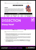 Sheep Heart Anatomy & Physiology Dissection Lab Activity f