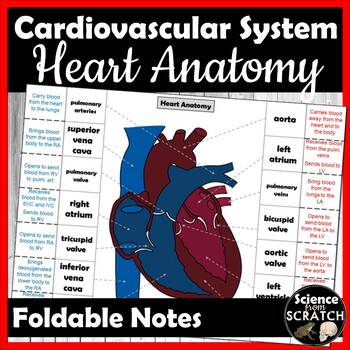 Preview of Heart Anatomy Foldable Doodle Notes  | Cardiovascular System
