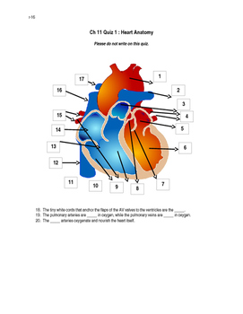 Anatomy of the Heart Quiz