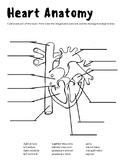 Heart Anatomy and Physiology Worksheet