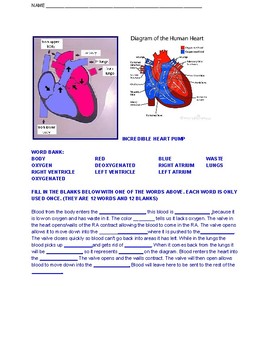 Heart Blood Pathway Biology By Jen S Brainstorms Tpt