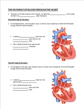 Heart Circulation - PowerPoint Worksheet by Tangstar Science | TpT