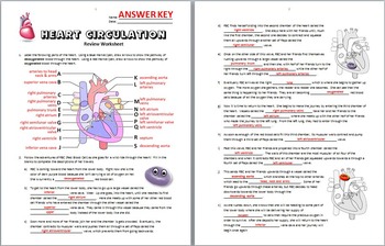 Heart Circulation - Review Worksheet Editable by Tangstar Science