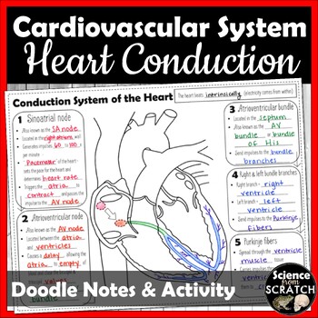 Preview of Heart Conduction System Doodle Notes and Arrythmias Worksheet | Anatomy