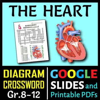Preview of Heart Crossword with Diagram | Printable & Distance Learning Options