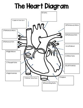 Heart Diagram by Science is my Jam | Teachers Pay Teachers
