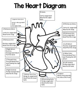 Heart Diagram by Science is my Jam | Teachers Pay Teachers