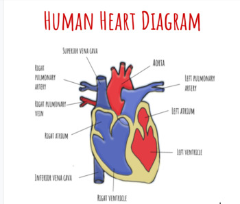 Preview of Heart Diagram- Labeled