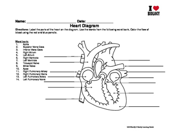 Preview of Heart Diagram and Blood Cell Worksheet